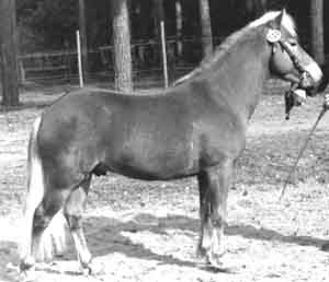 Manus 419