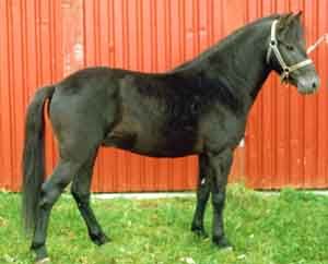 Maxe 465