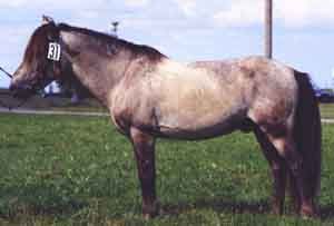 Odon 455