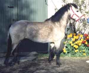 Orusst 433