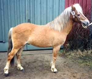 Pajas 443