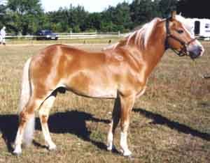 Parat 451