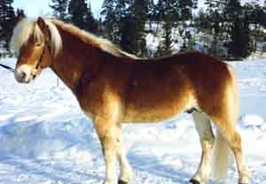 Pirat pan 436