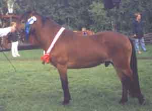 Ruffsen 466