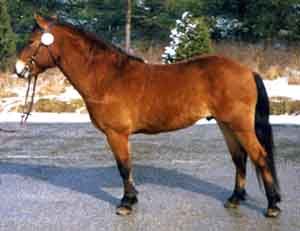 Rovalds Zeptun 482