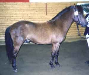 Skotte 492