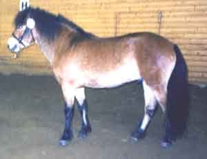 Svedens Hassan 490