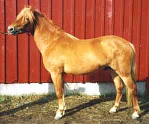 Denilson 529