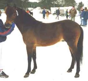 Ernst Rasken 511