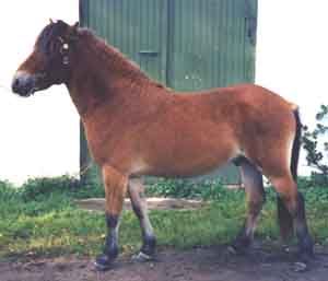 Gadd 563
