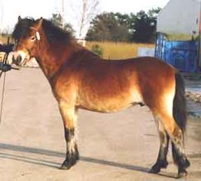 Vidar 521