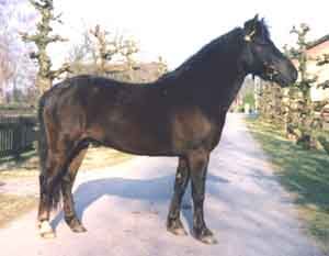 Ymer 516