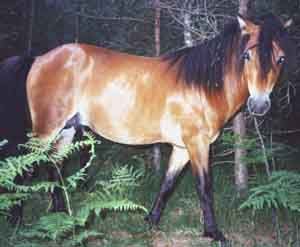 Ysak 514
