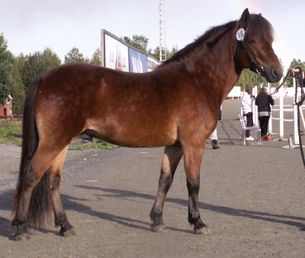 Karsk 525