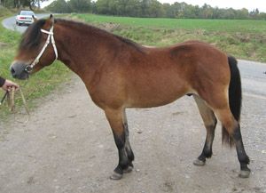 Myre 616