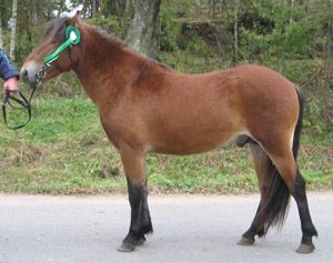 Njord 612