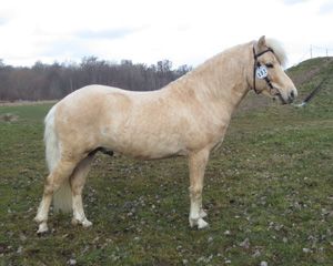 Olé KL 663
