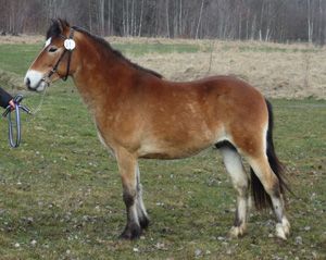 Palör KL 676