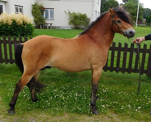 Rital KL