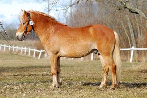 Stabil KL 694