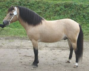 Tyfon 617