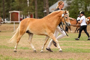 Ymir KL (foto: Pernilla Hägg)