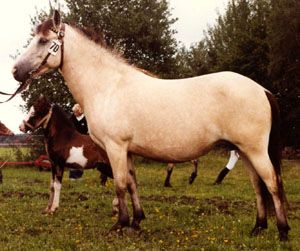 Dorina 1870
