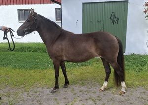 Dreja KL
