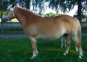 Enja