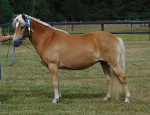Irina 4543