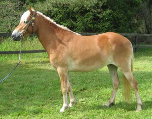 Lilli KL 4974