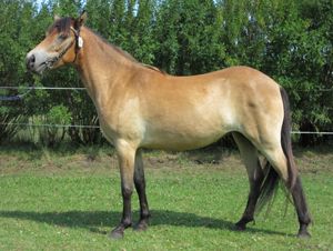 Rakel KL 5549