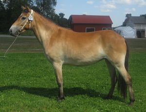 Rissla KL 5545