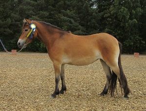 Savanna KL 5688