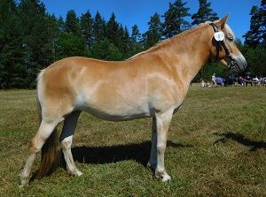 Vally KL 5938
