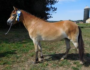 Verona KL 5936