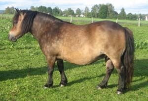 Elin RS4748