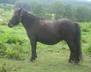 Hanna RS 5330