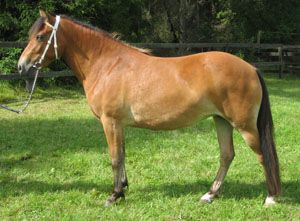 Laguna KL 4976
