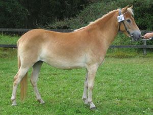 Lycka KL 4975