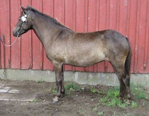 Mästra KL 5077