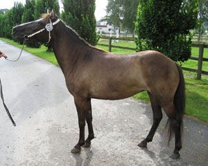 Media KL 5078