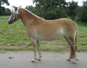 Najka KL 5198