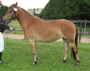 Nipsie KL 5197