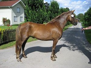 Olympia KL RNF2771
