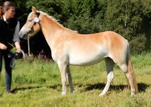 Tova KL 5754