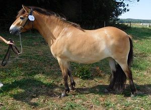 Viska KL