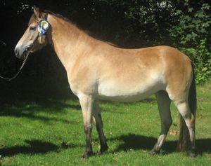Rimma KL 5541