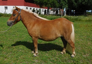 Ullmi KL