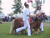 FallesSamlingHeste[1]